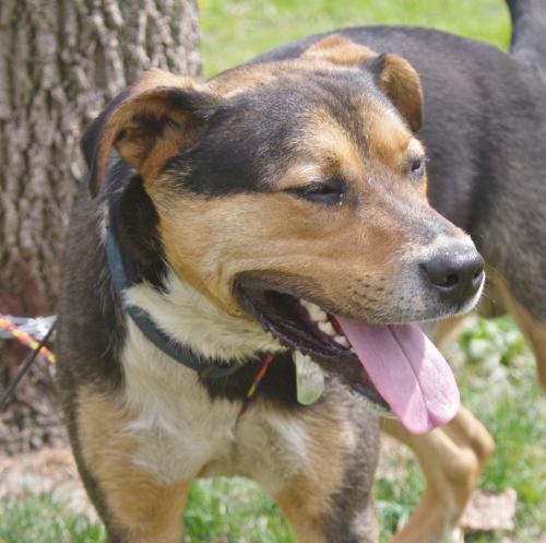 Beagle/Labrador Retriever Mix: An adoptable dog in Youngstown, OH