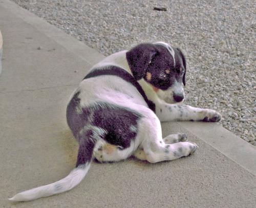 Beagle/Spaniel Mix: An adoptable dog in Wilmington, OH