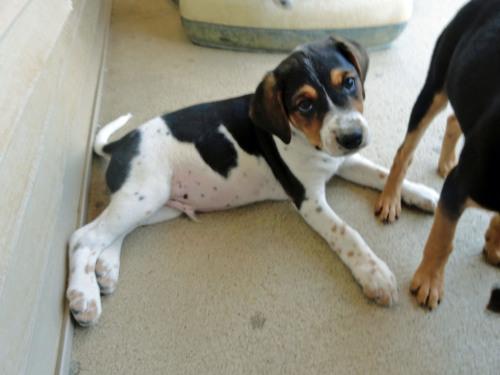 Beagle/Spaniel Mix: An adoptable dog in Wilmington, OH
