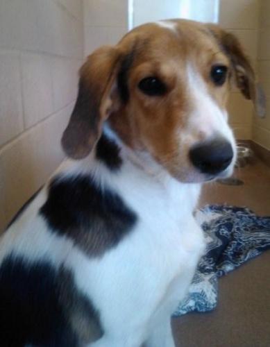 Beagle/Treeing Walker Coonhound Mix: An adoptable dog in Statesboro, GA