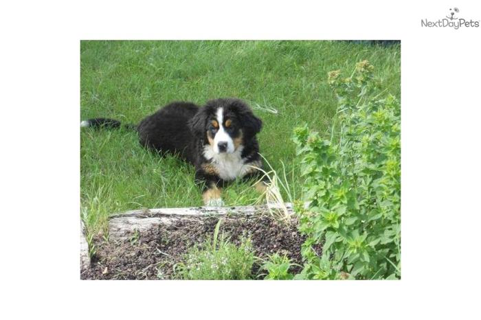 Beautiful Bernese Mountain Puppy for sale