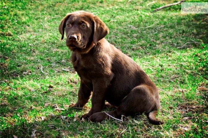 Beautiful Brown Labrador Puppy