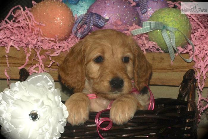 Beautiful F2b Goldendoodle For Sale