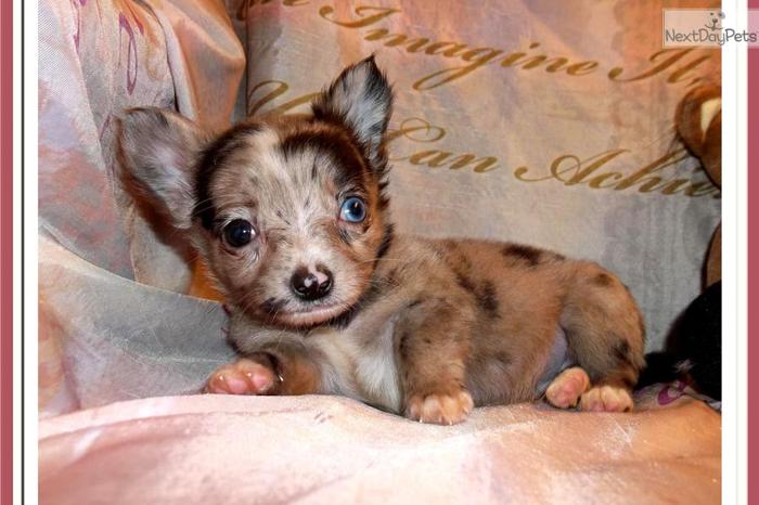 Beautiful Little Blue Merle Male Chihuahua