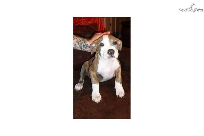 Beautiful Male Brindle and White Bully Pit