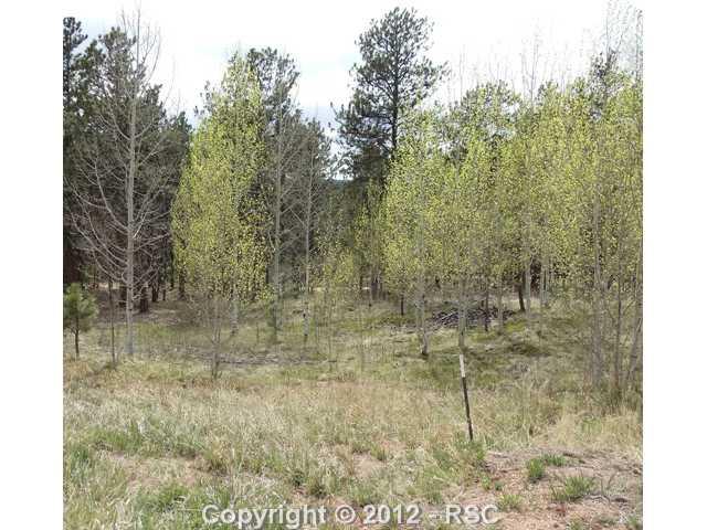 Beautiful treed lot with majestic pines and aspens.