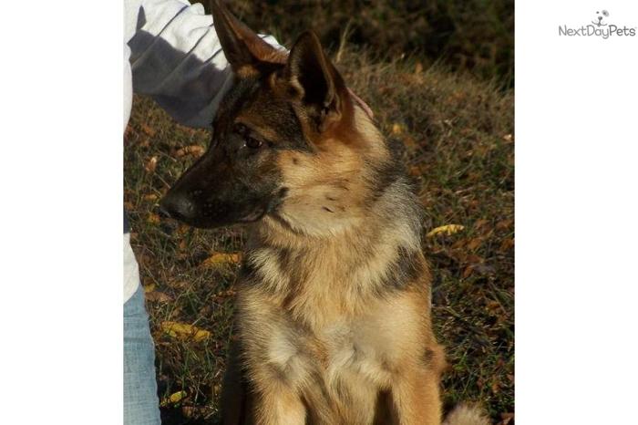 Beautiful West German Pup - with basic obedience