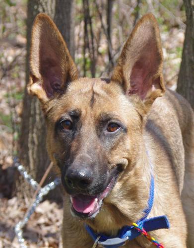 Belgian Shepherd Malinois: An adoptable dog in Youngstown, OH