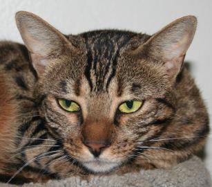 Bengal Mix: An adoptable cat in Tucson, AZ