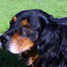 Bernese Mountain Dog: An adoptable dog in Brunswick, ME