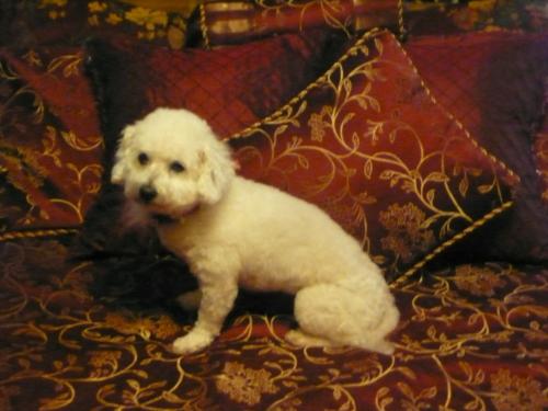 Bichon Frise: An adoptable dog in Charlotte, NC