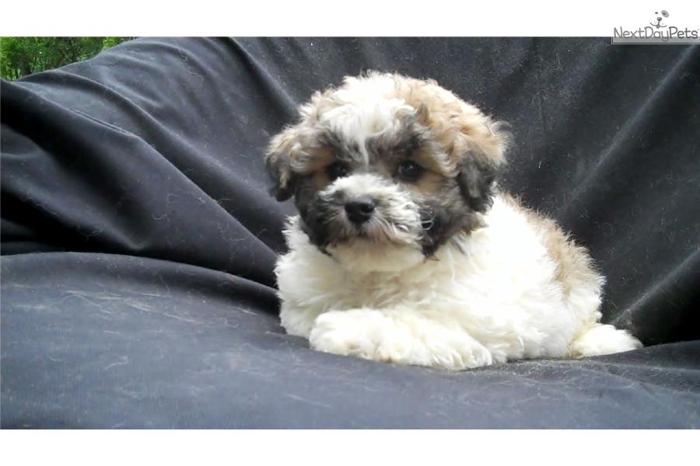 Bichonpoo puppies for sale in Michigan