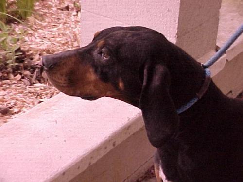 Black And Tan Coonhound: An adoptable dog in Lexington, VA