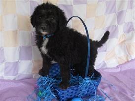 Black & Chocolate F1b Goldendoodles in Kentucky