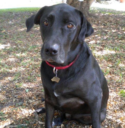 Black Labrador Retriever: An adoptable dog in Fort Myers, FL