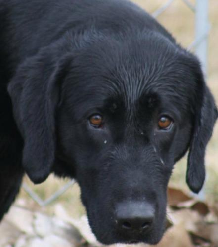 Black Labrador Retriever: An adoptable dog in Logan, UT