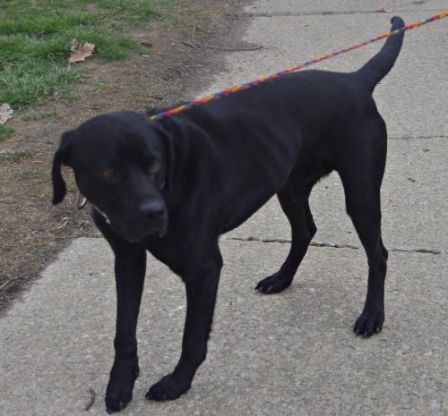 Black Labrador Retriever: An adoptable dog in Youngstown, OH