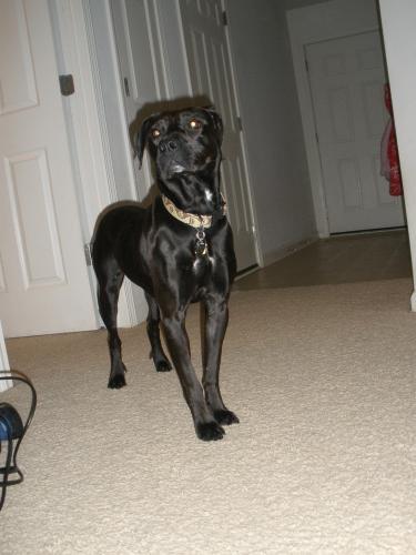Black Labrador Retriever Mix: An adoptable dog in Lexington, KY