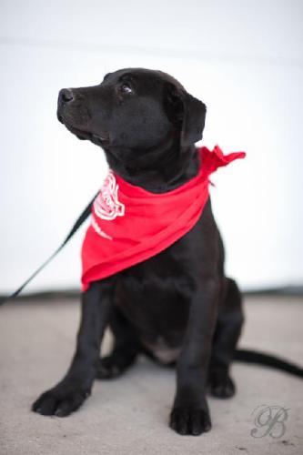 Black Labrador Retriever Mix: An adoptable dog in Louisville, IL