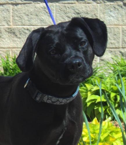 Black Labrador Retriever Mix: An adoptable dog in Waterloo, IA