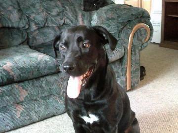 Black Labrador Retriever Mix: An adoptable dog in Youngstown, OH