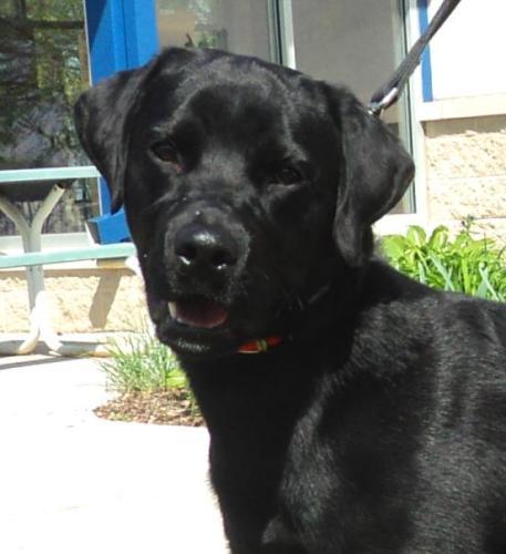 Black Labrador Retriever Mix: An adopted dog in Waterloo, IA