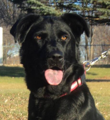 Black Labrador Retriever/German Shepherd Dog Mix: An adoptable dog in Waterloo, IA