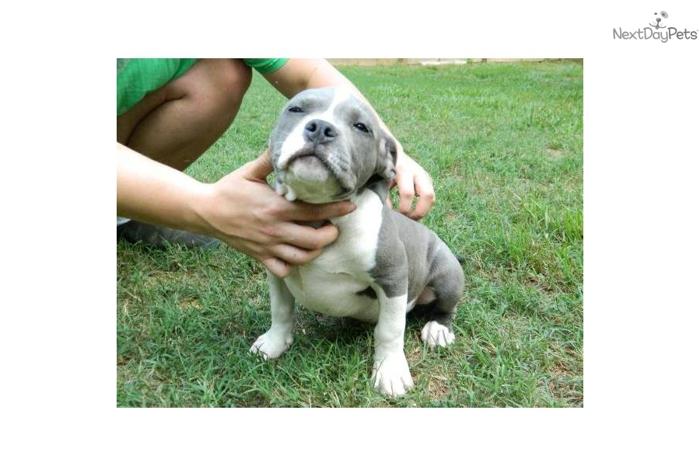 !!!Blue Pocket Bully Male 900 Includes Shipping!!