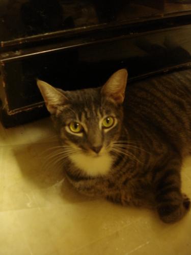 Bobtail/Tabby - Grey Mix: An adoptable cat in Mobile, AL