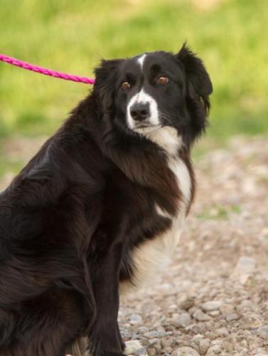 Border Collie: An adoptable dog in Logan, UT