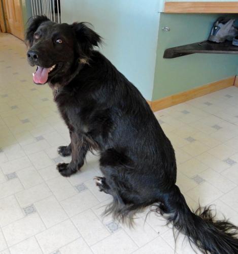 Border Collie: An adoptable dog in Louisville, CO