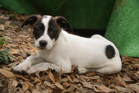 Border Collie Mix: An adoptable dog in Charleston, SC