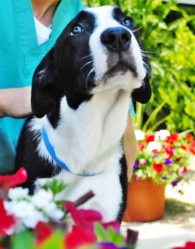 Border Collie Mix: An adoptable dog in Montgomery, AL