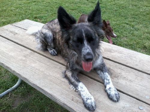 Border Collie/Australian Shepherd Mix: An adoptable dog in Peoria, IL