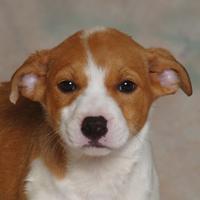 Border Collie/Hound Mix: An adoptable dog in Danville, KY