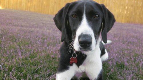 Border Collie/Labrador Retriever Mix: An adoptable dog in Lewiston, ID