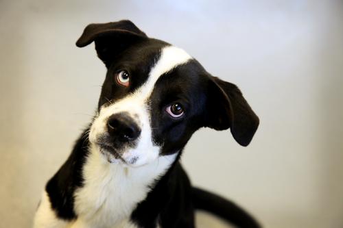 Border Collie/Pit Bull Terrier Mix: An adoptable dog in Bowling Green, KY