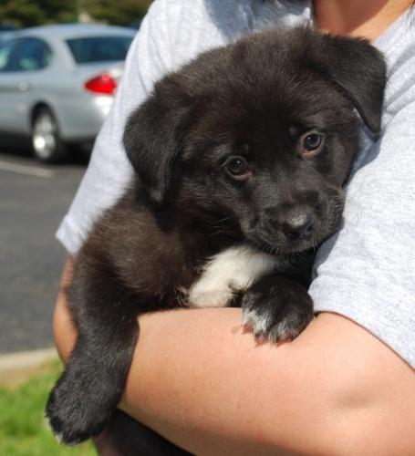 Border Collie/Shepherd Mix: An adoptable dog in Louisville, KY