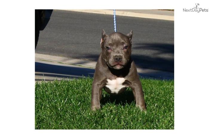 *BOSS* POCKET MALE PRODUCED BY TRUNKS