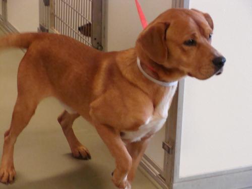 Boxer Mix: An adoptable dog in Columbia, TN