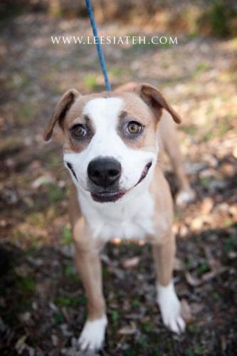 Boxer Mix: An adoptable dog in Decatur, GA