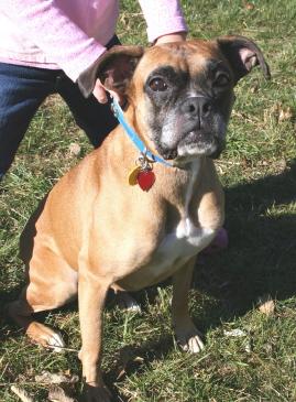 Boxer Mix: An adoptable dog in Florence, KY