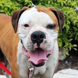 Boxer Mix: An adoptable dog in Fort Myers, FL