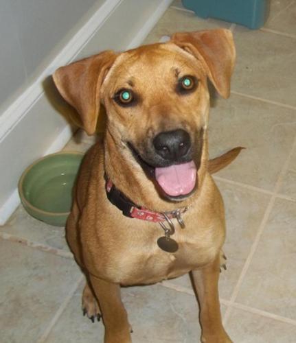 Boxer/Hound Mix: An adoptable dog in Columbia, SC