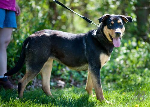 Boxer/Labrador Retriever Mix: An adoptable dog in Louisville, IL