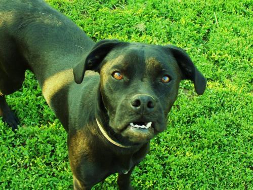 Boxer/Labrador Retriever Mix: An adoptable dog in Manhattan, KS