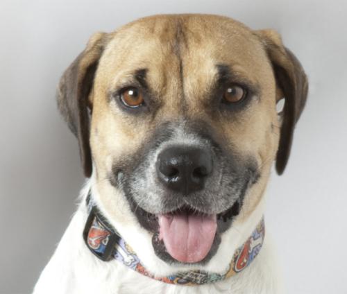 Boxer/Shepherd Mix: An adoptable dog in Dallas, TX