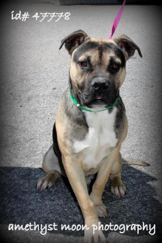 Boxer/Shepherd Mix: An adoptable dog in Decatur, GA