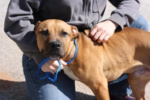 Boxer/Terrier Mix: An adoptable dog in Decatur, GA