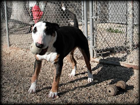 Bull Terrier: An adoptable dog in Annapolis, MD